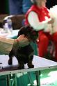 Crufts2011_2 990